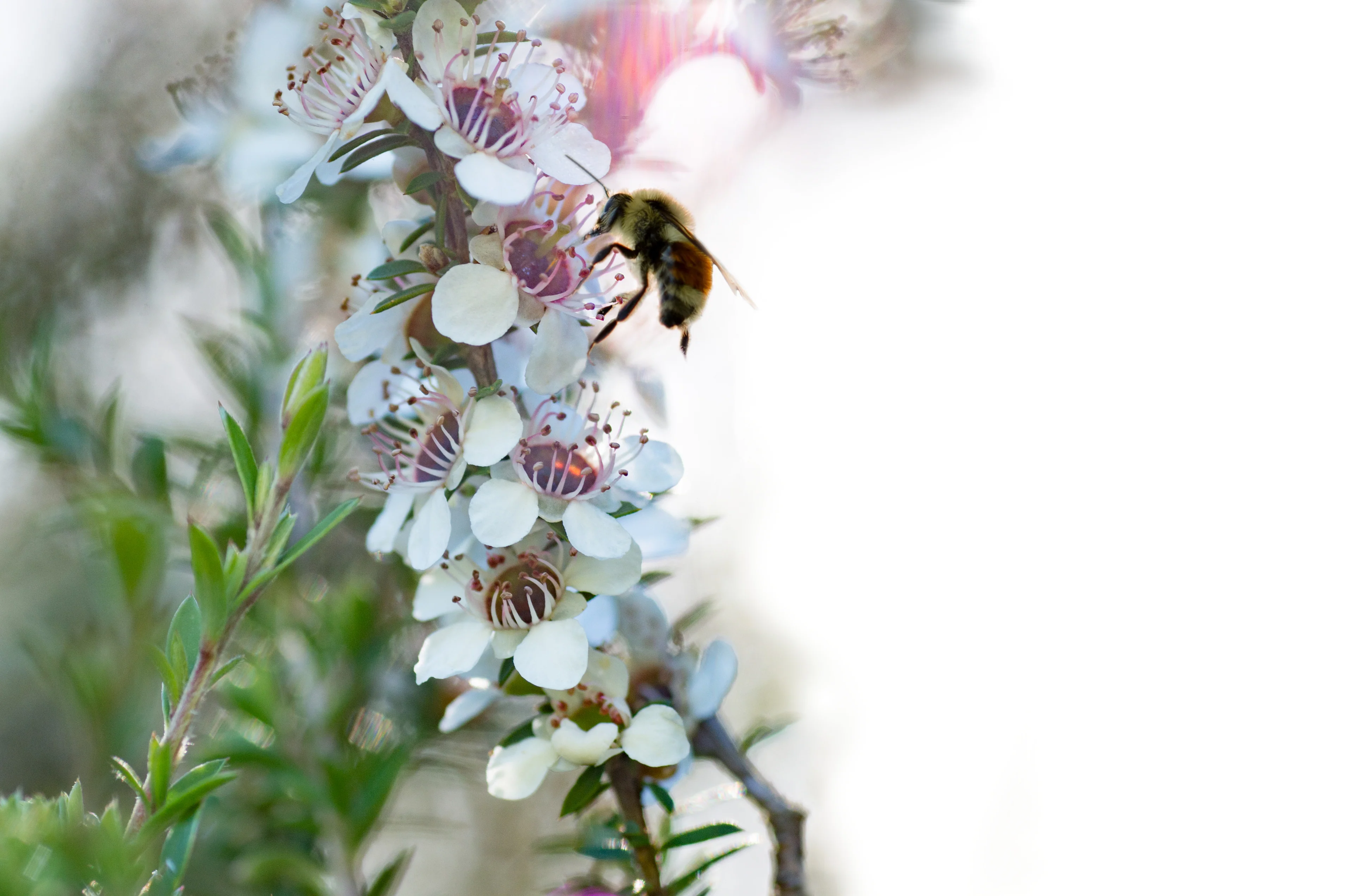 Science Meets Sacred Skin Care